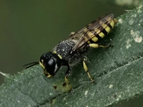Ectemnius cavifrons