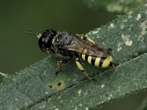 Ectemnius cavifrons - photo 2