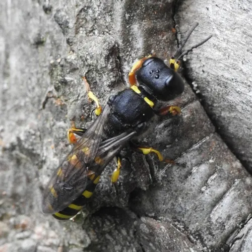 Ectemnius cavifrons - photo 5