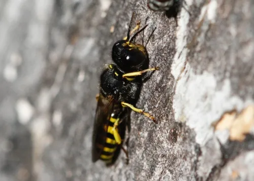 Ectemnius cavifrons - photo 6