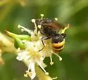 Ectemnius centralis - photo 2