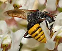 Ectemnius centralis - photo 4