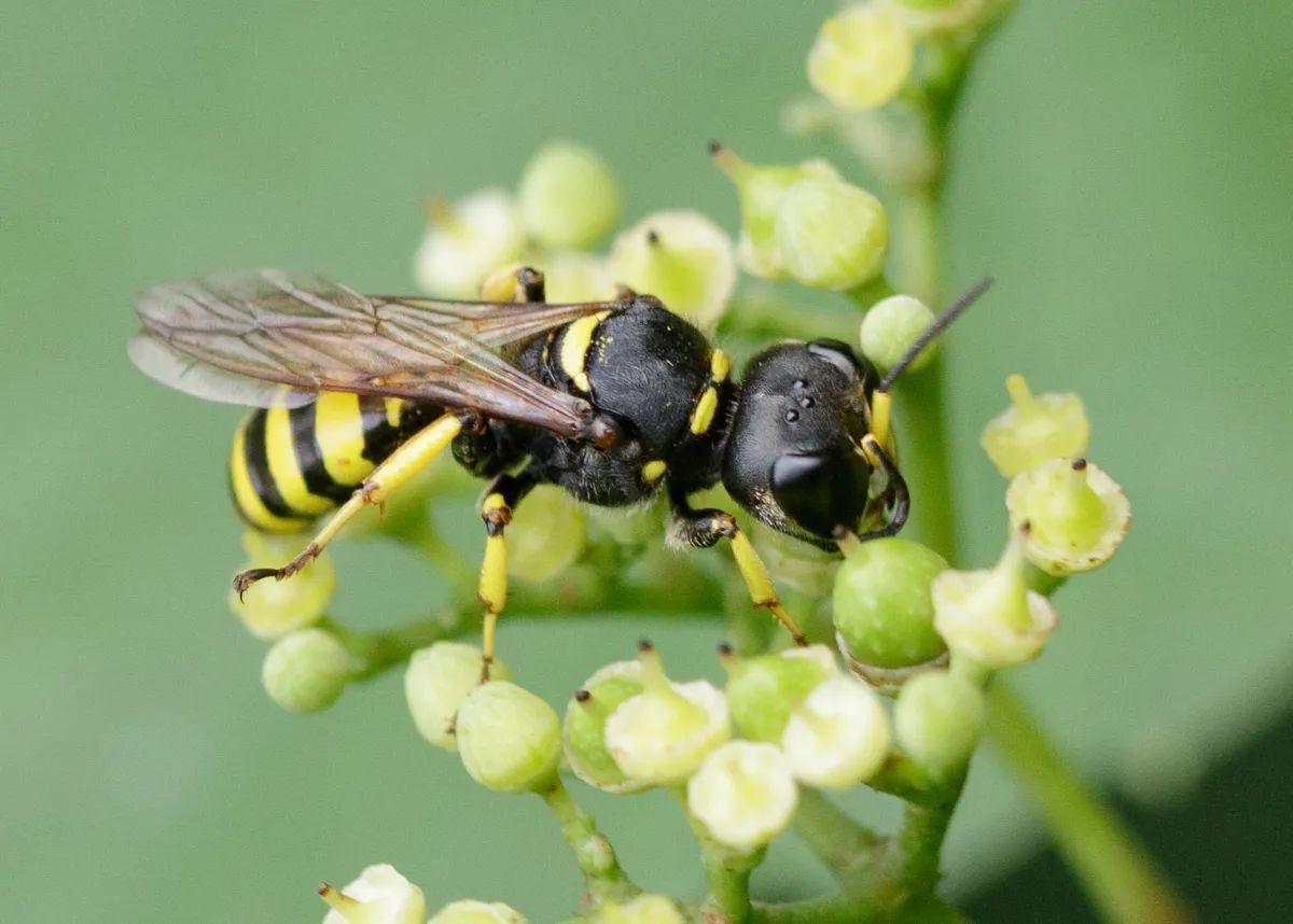 Ectemnius cephalotes - photo 3