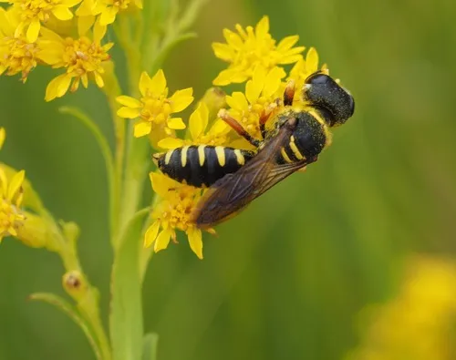 Ectemnius decemmaculatus