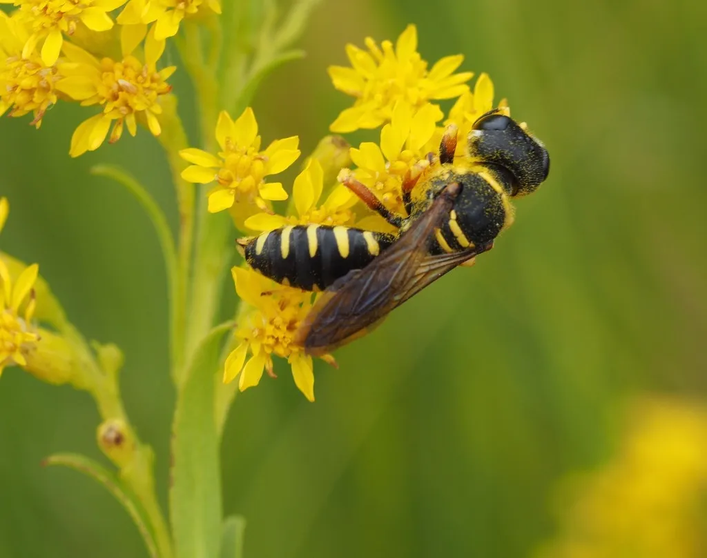 Ectemnius decemmaculatus - photo 2