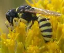Ectemnius dilectus