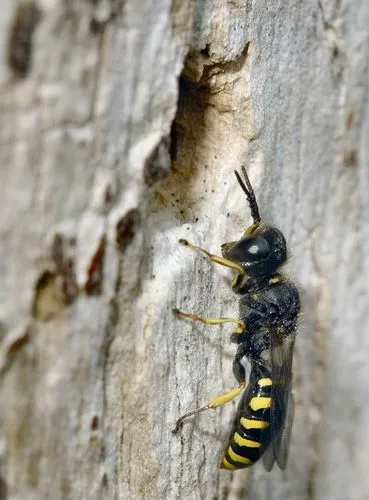 Ectemnius lapidarius