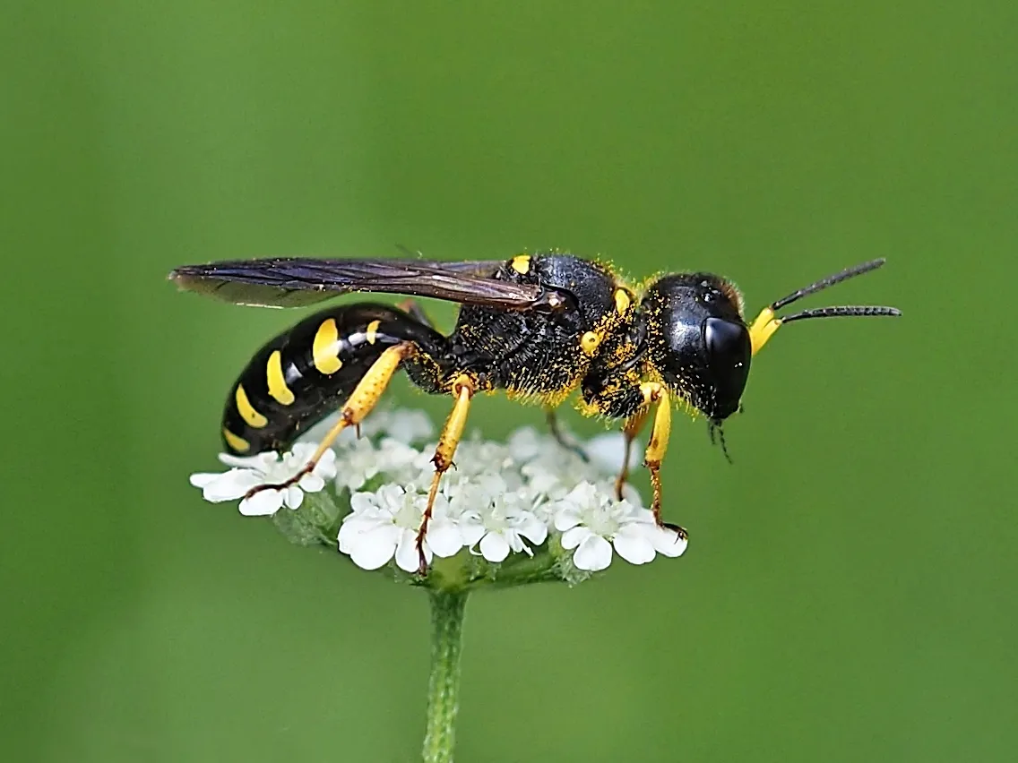 Ectemnius maculosus