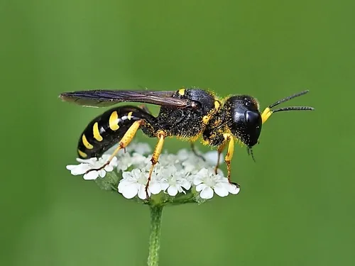 Ectemnius maculosus - photo 2