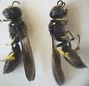 Ectemnius paucimaculatus