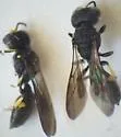 Ectemnius paucimaculatus - photo 2