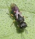 Ectemnius paucimaculatus - photo 5