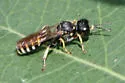 Ectemnius ruficornis