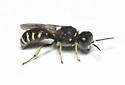 Ectemnius ruficornis - photo 2