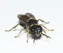 Ectemnius ruficornis - photo 3