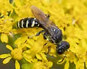 Ectemnius ruficornis - photo 4