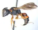 Ectemnius rufipes
