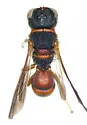 Ectemnius rufipes - photo 2