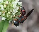 Ectemnius rufipes - photo 3