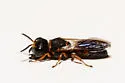 Ectemnius rufipes - photo 4