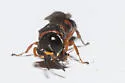 Ectemnius rufipes - photo 5