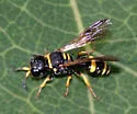 Ectemnius scaber