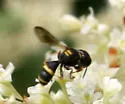 Ectemnius scaber - photo 2
