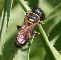 Ectemnius scaber - photo 3