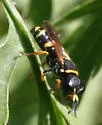 Ectemnius scaber - photo 4