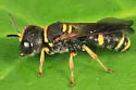Ectemnius scaber - photo 5