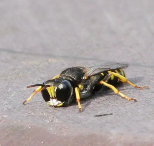 Ectemnius sexcinctus