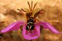 Ectemnius sonorensis