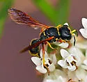 Ectemnius sonorensis - photo 2