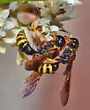 Ectemnius sonorensis - photo 4