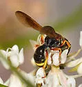 Ectemnius sonorensis - photo 5