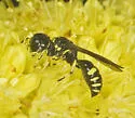 Ectemnius spiniferus