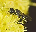 Ectemnius spiniferus - photo 2