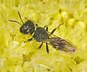 Ectemnius spiniferus - photo 3