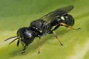 Ectemnius stirpicola
