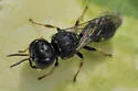 Ectemnius stirpicola - photo 2