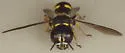 Ectemnius stirpicola - photo 4
