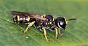 Ectemnius stirpicola - photo 5
