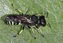 Ectemnius trifasciatus