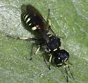 Ectemnius trifasciatus - photo 2