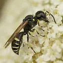 Ectemnius trifasciatus - photo 3
