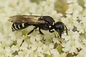 Ectemnius trifasciatus - photo 4