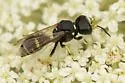 Ectemnius trifasciatus - photo 5