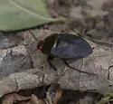 Ectinopus holomelas - Ectinopus holomelas