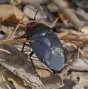 Ectinopus holomelas - photo 2