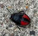 Ectinopus holomelas - photo 4